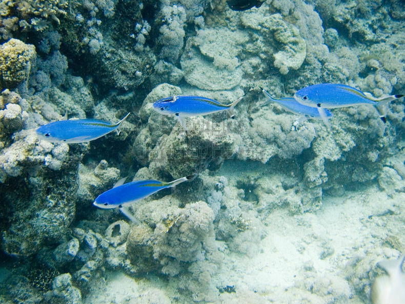 DSCF8575 svetle modre ryby.jpg